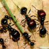 Fourmis Messor Cephalotes copy right Detritus ant