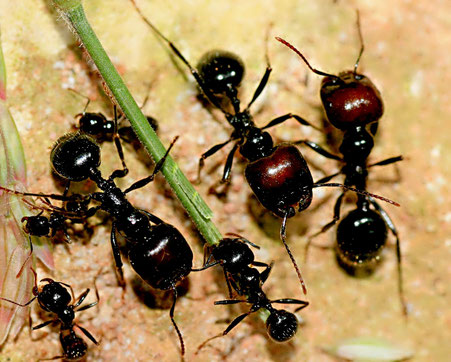 Fourmis Messor Cephalotes copy right Detritus ant